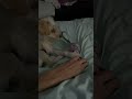Luna's Morning Routine — Zero Chill | #Shorts
