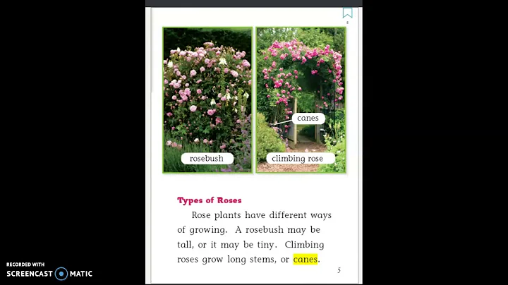 The Story of a Rose