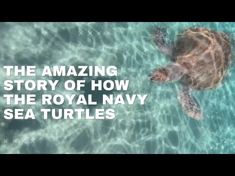 Caribbean turtles get a helping hand from British navy