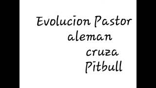 Pitbull cruce pastor aleman