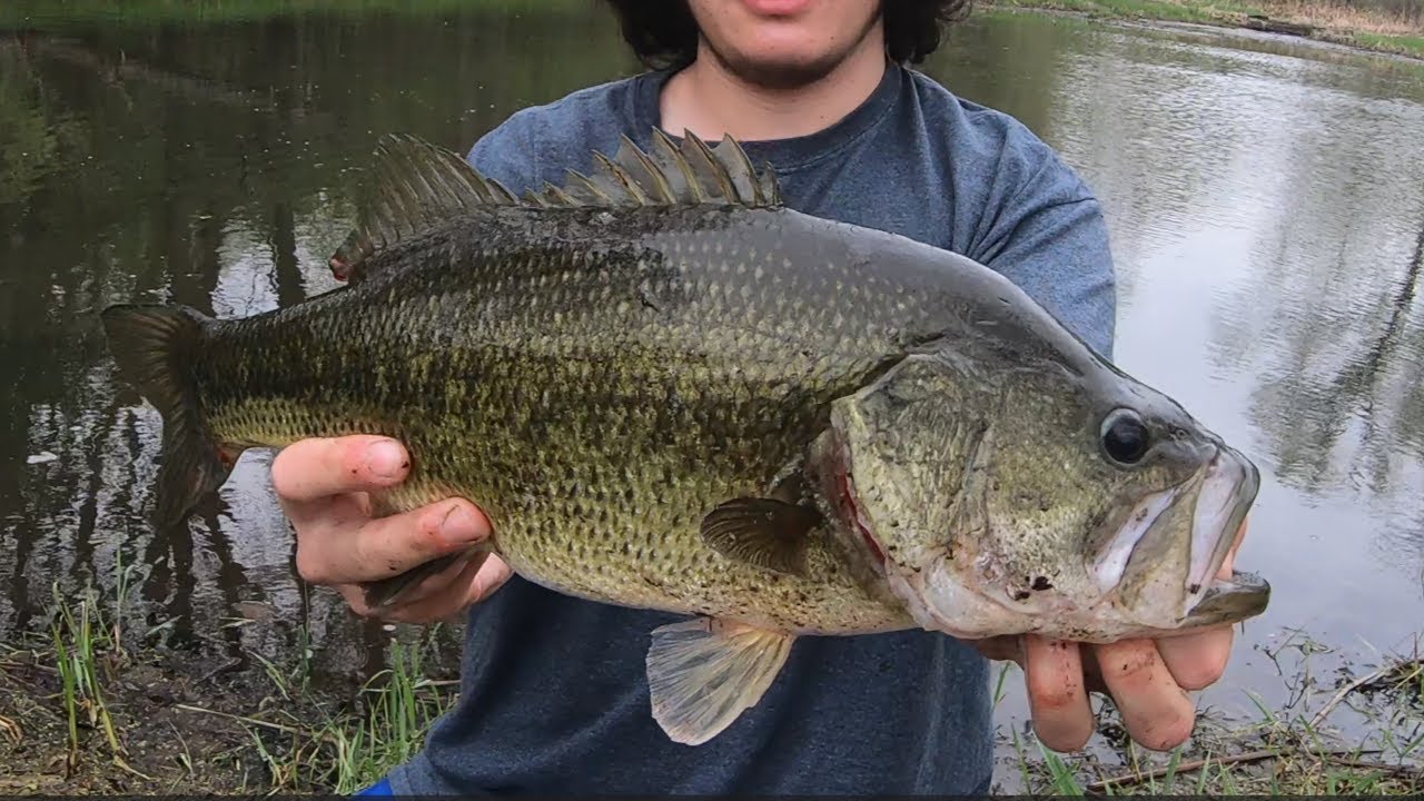 SPOOKING for BIG BASS (Madison, Wisconsin)
