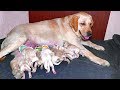 Детки Лабрадорчики и мама Трейси. Папа Малибу Щенки в продаже Labrador puppies 2 days.