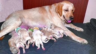 Детки Лабрадорчики и мама Трейси. Папа Малибу Щенки в продаже Labrador puppies 2 days.