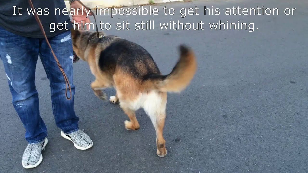 Board & Train Success Story - Cash