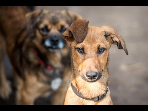 Video: Delta Aizliegt Visus Emocionālos Atbalsta Dzīvniekus Tālajos Lidojumos
