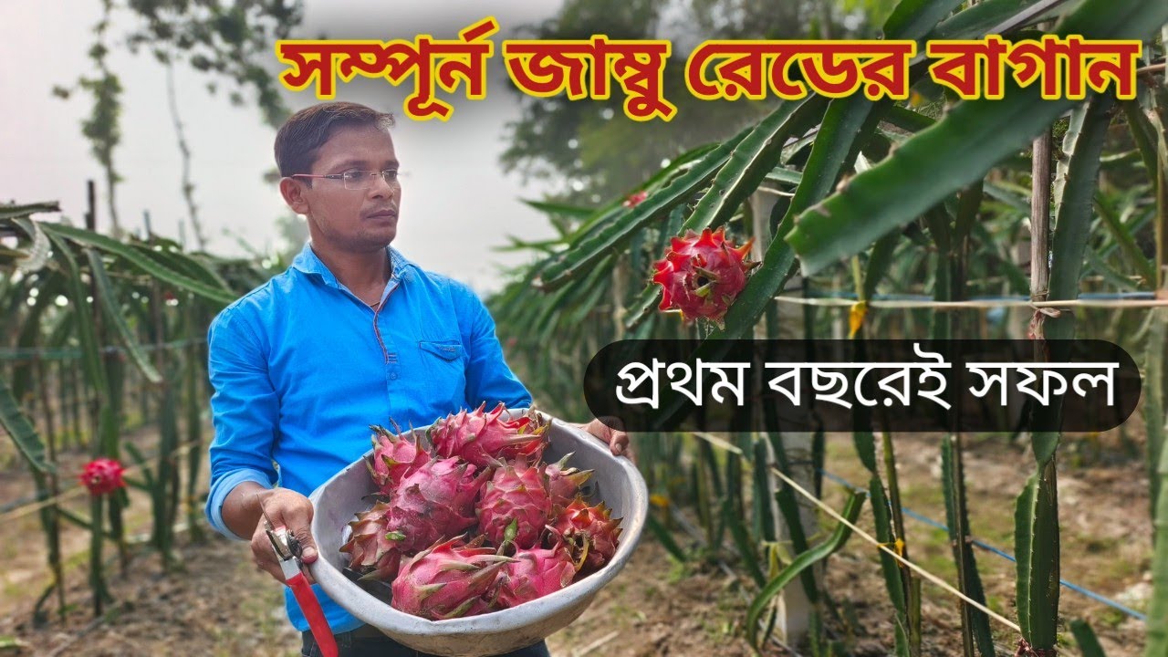 প্রথম বছরেই জাম্বু রেড চাষ করে সফল  || Profitable Jambo Red Dragon Farming || source counting