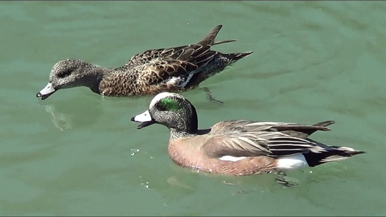 American Wigeons Growl At Other Ducks