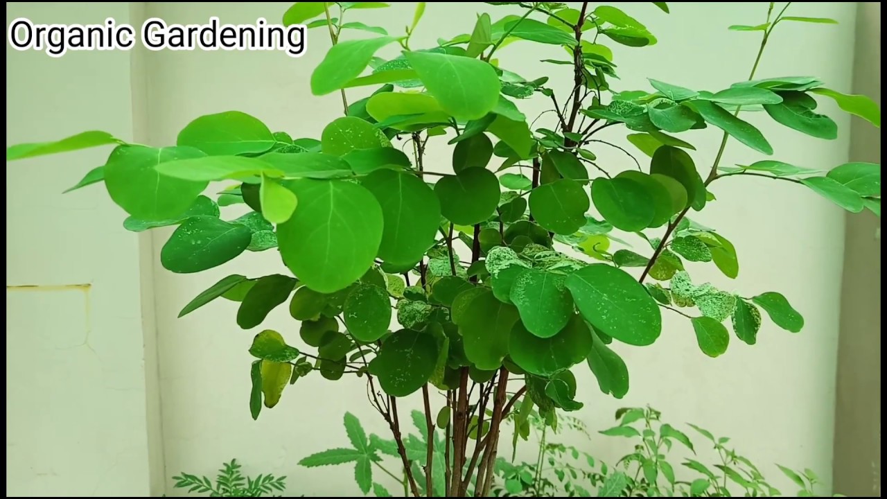 Snow Bush Plant Care YouTube