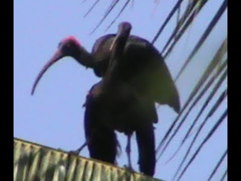 Video: Ibises' Flugpräzision Betäubt Forscher