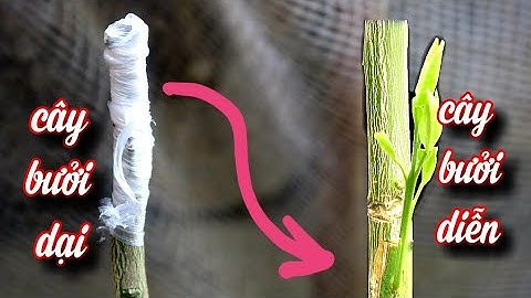 Ghép Cải Tạo Cây Bưởi Dại