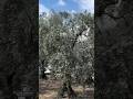 Turkey ke Olive Trees 🇹🇷🫒 #sailoratshore #shiplife #shoreleave #OliveTree #Altinova #viral