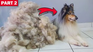 Part 2 - ALL HER HAIR - HUGE UNDERCOAT REMOVAL - Deshedding Rough Collie