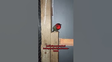 Kondisi burung dalam aviary dimalam hari #shorts