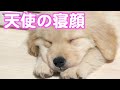 ゴールデンの子犬がすやすや寝るのを眺める。ゴールデンレトリバーなき