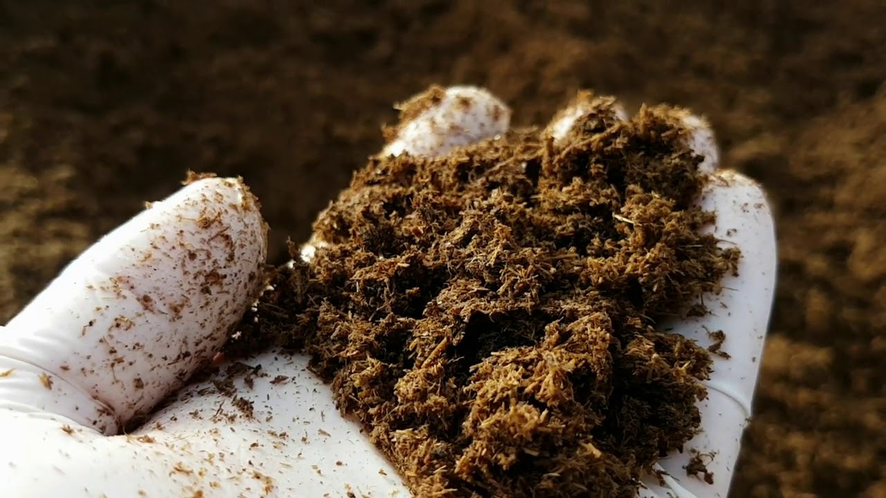 Solucan Maması   Bazı Hususlar