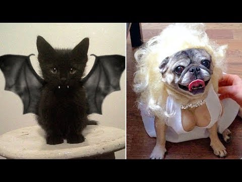 most-creative-halloween-costumes-for-pets
