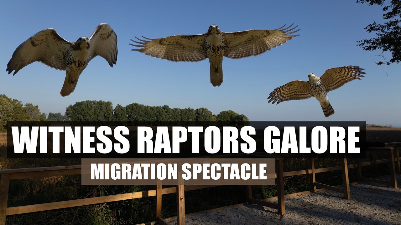 🦅Fall Raptor Migration at Hawk Cliff: Experience Hawk Watch Magic ...