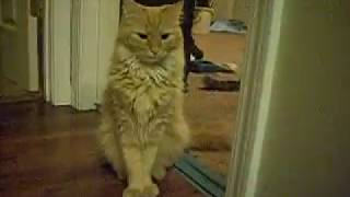 Kitty Cat Posing For The Camera (Mello) by TheCatLife 7 views 4 years ago 1 minute, 54 seconds