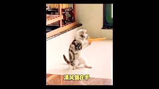 cats funny videos // most hilarious funniest cats video cat comedy catfunny shorts