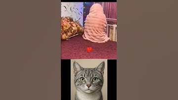 give this video a title (wrong answers only) #cat #meme #dance #trending #tiktok.....