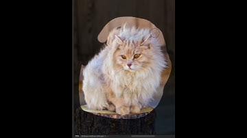 Cách Tách Nền Siêu Nhanh Bằng Photoshop #shorts