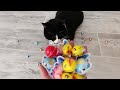 Cat Tommy with Colorful Beads🧡💕 Satisfying Reverse Video