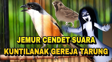Cendet suara gereja tarung sambung kunti gacor panjang keras powernya_ @sultanakbar