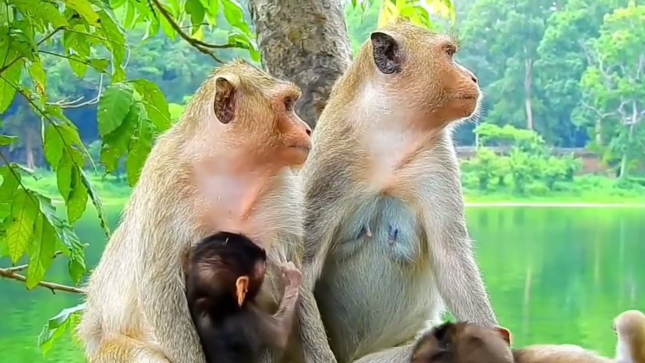 Keluarga monyet mau mandi