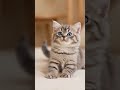 🥹 Tiny Kitten’s First Night in His New bed