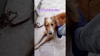 lealdade! #petsfofinhos #cachorros #ovelheiro #gaucho #curiosidades