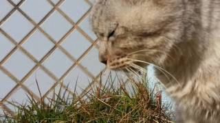 【地域猫】臆病な茶トラ、おとなしい白、ドッシリな黒。公園猫ちゃん達元気です。