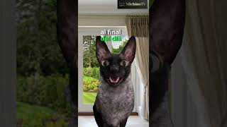 Al Final Del Día 😹😹😹 #Gatos #Cat #Humor