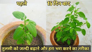 जल्दी बढ़ेगी तुलसी ऐसे लगाएं, 15 दिन में तुलसी होगी हरि भरी और घनी | Tulsi plant care