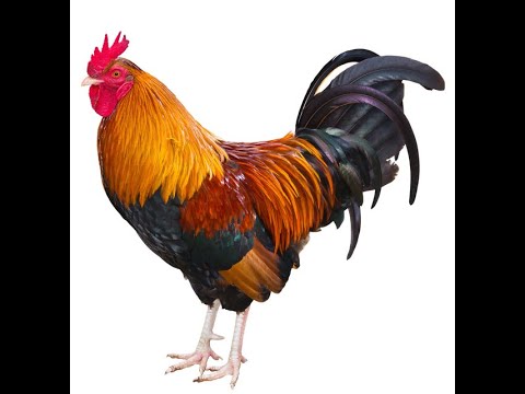 Download Bird Name Rooster Youtube