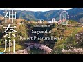 [桜ドローン撮影4K] 神奈川県相模原市さがみ湖リゾートプレジャーフォレスト| 桜ドローンプロジェクト