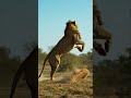 King of the Savannah Jumps Like a Cat When a Rhino Surprises Him
