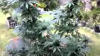 White Widow & Jack Herer ( Attitude seeds )