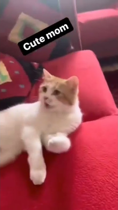 How cute 😍 ~#short#shortsbeta#viral#fyp#tiktok#tiktokviral#tiktokvideo