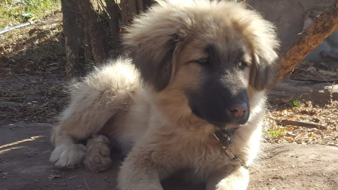 Bakarwal Dog Puppy 3 Months Old Tibetan Mastiff Gaddi Dog Puppy