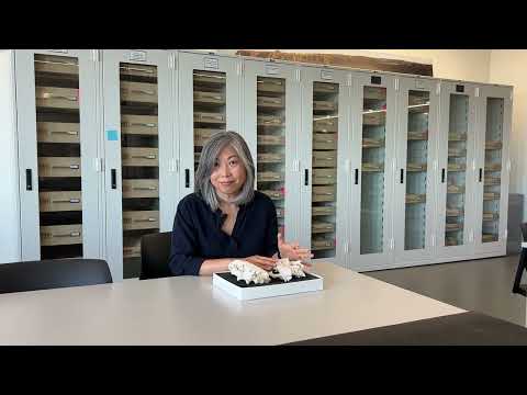 ASU scientists uncover new details about a prehistoric giant otter