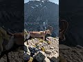 😱 Unbelievable Ibex Climbing Vertical Cliffs! #Shorts