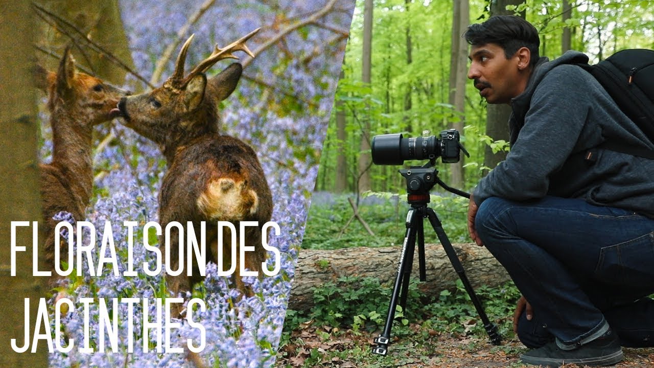 #13 Bois de Hal - Hallerbos