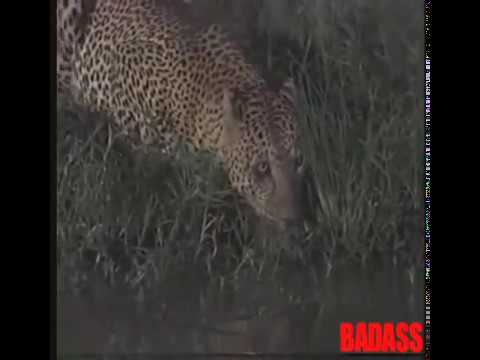 Honey Badger Narrates: The Bigass Kitty Leopard Meets Honey Badger