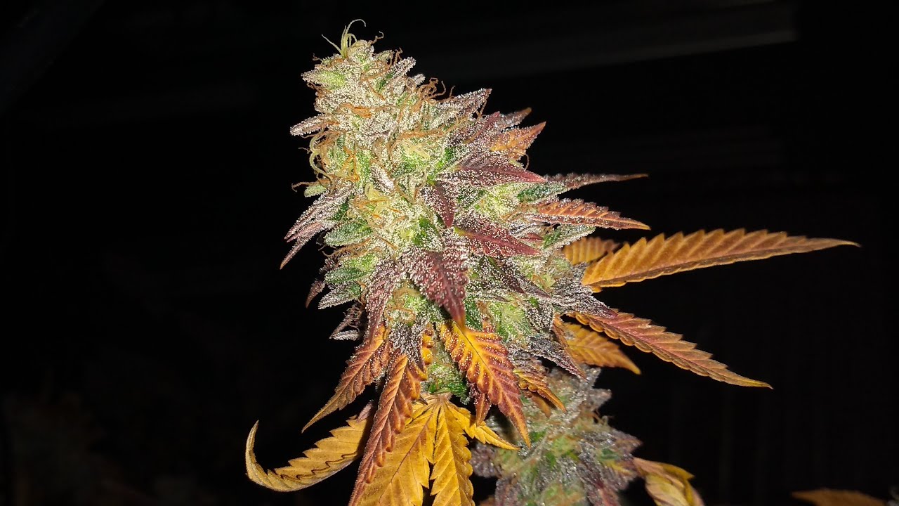 2021 Outdoor Update Bubba Kush/Gelato plus Buds Grown Under Mars Hydro LED Lights Part 2 Chronic