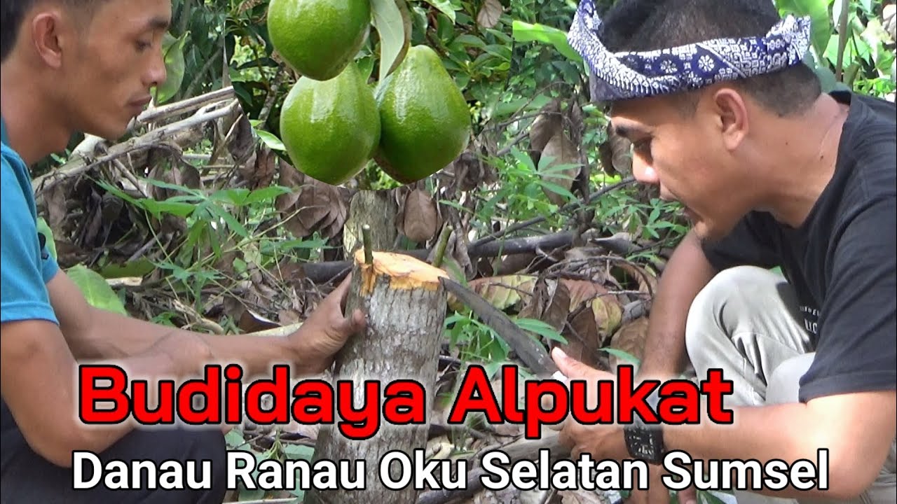 Budidaya Alpukat Danau Ranau Oku Selatan