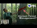 Can Ancient Wisdom Save the Forests?