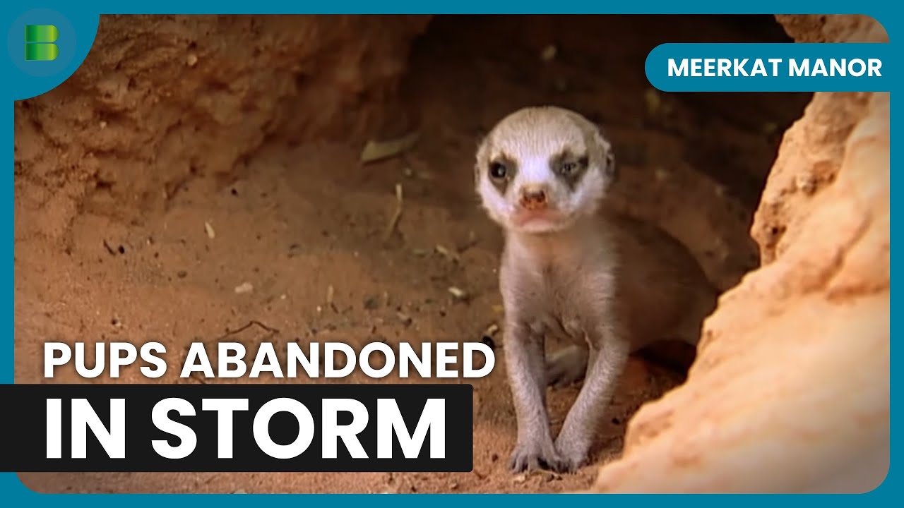 Whiskers Storm Survival After Territorial War | Meerkat Manor
