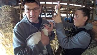 How to Tube Feed a Baby Goat | Syman Says Farms