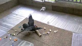 Kiya acting & talking silly 003.AVI