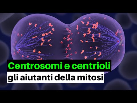 Video: Perché i centrioli sono solo nelle cellule animali?